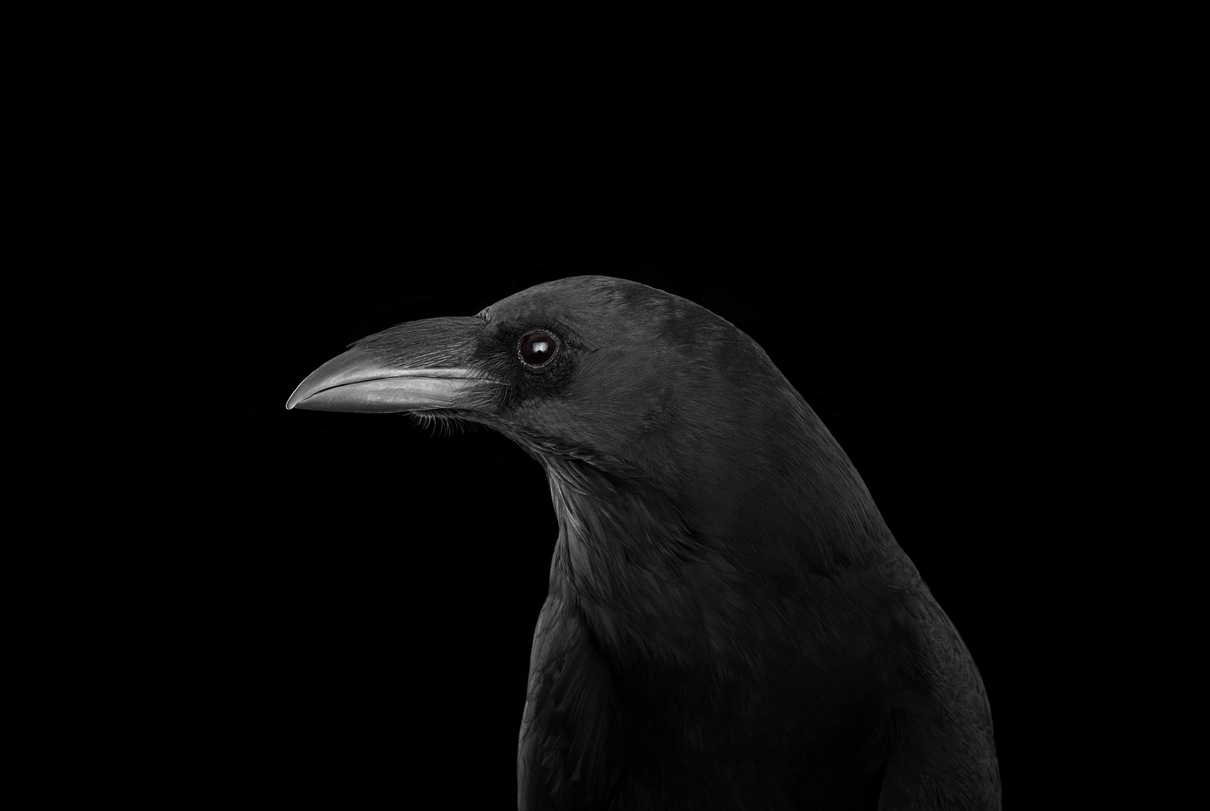 Profile portrait of a raven by wildlife photographer Brad Wilson