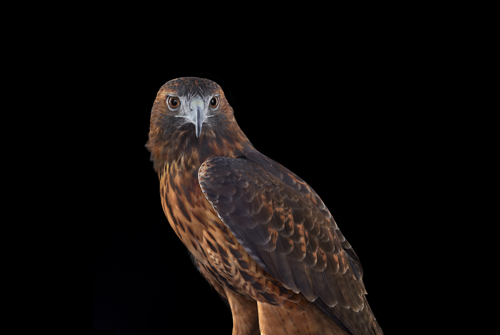 Red tailed hawk studio portrait by fine art wildlife photographer Brad Wilson