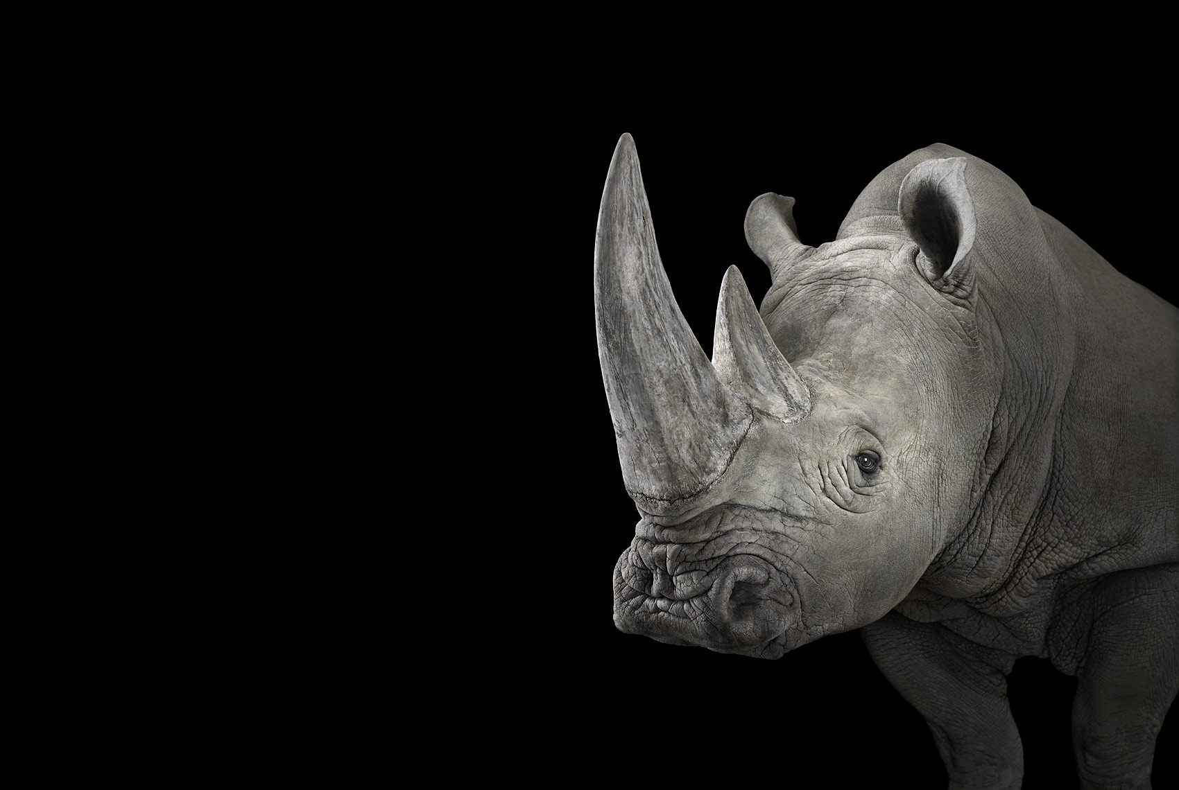 White rhinoceros studio portrait by fine art wildlife photographer Brad Wilson