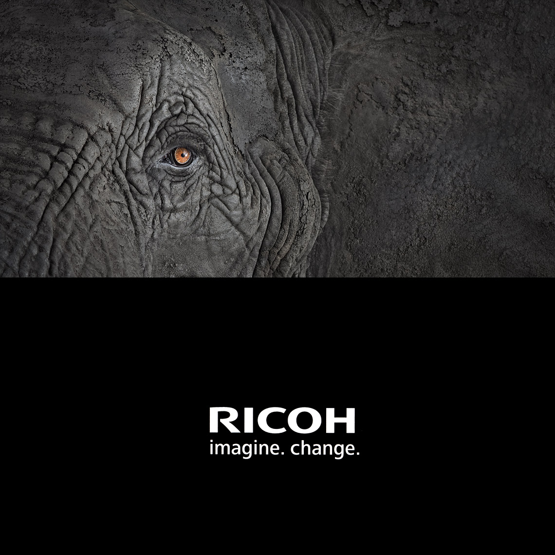 Ricoh advertisement by animal photographer Brad Wilson