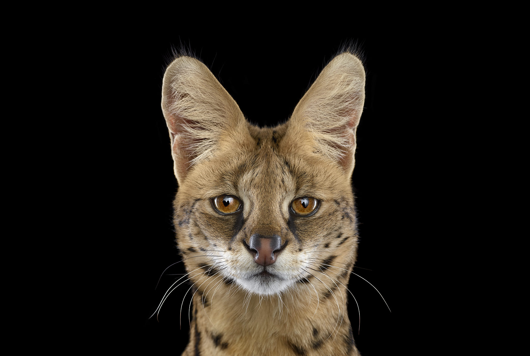 Serval studio portrait by wildlife photographer Brad Wilson
