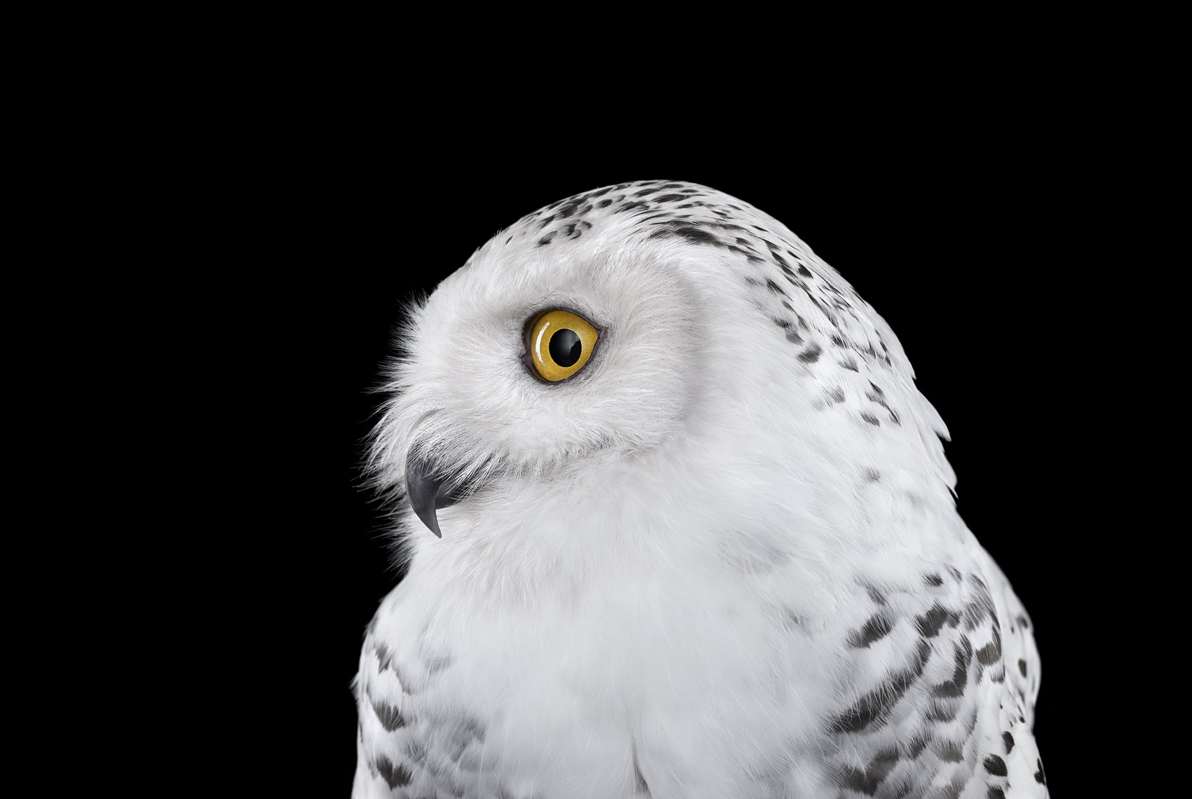 Snowy owl profile portrait by fine art animal photographer Brad Wilson