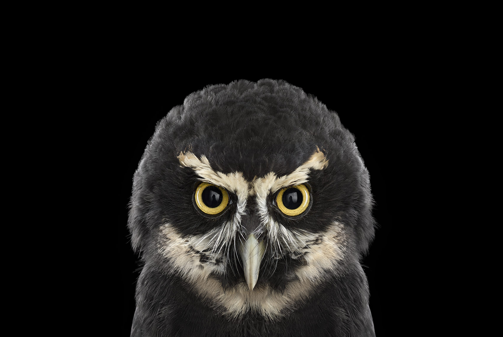 Spectacled owl frontal portrait by fine art animal photographer Brad Wilson