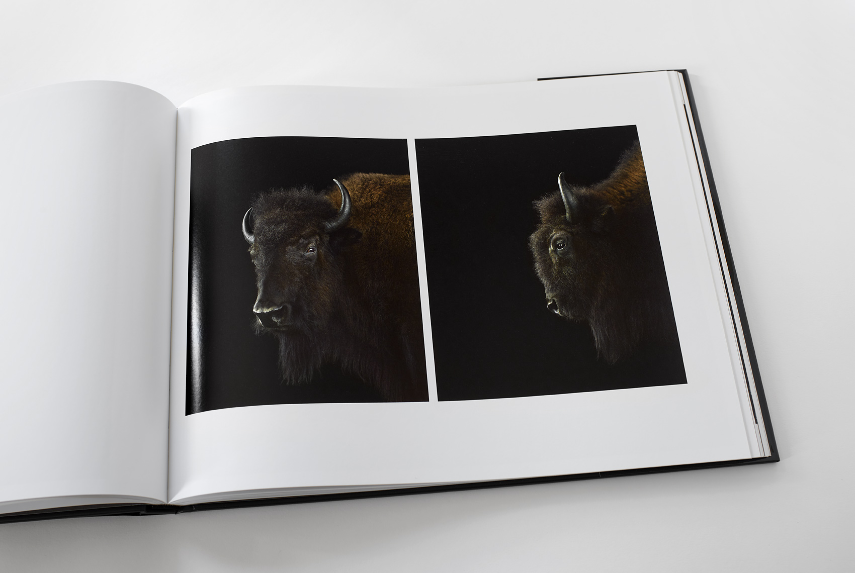 Bison portraits from the book The Other World by Brad Wilson