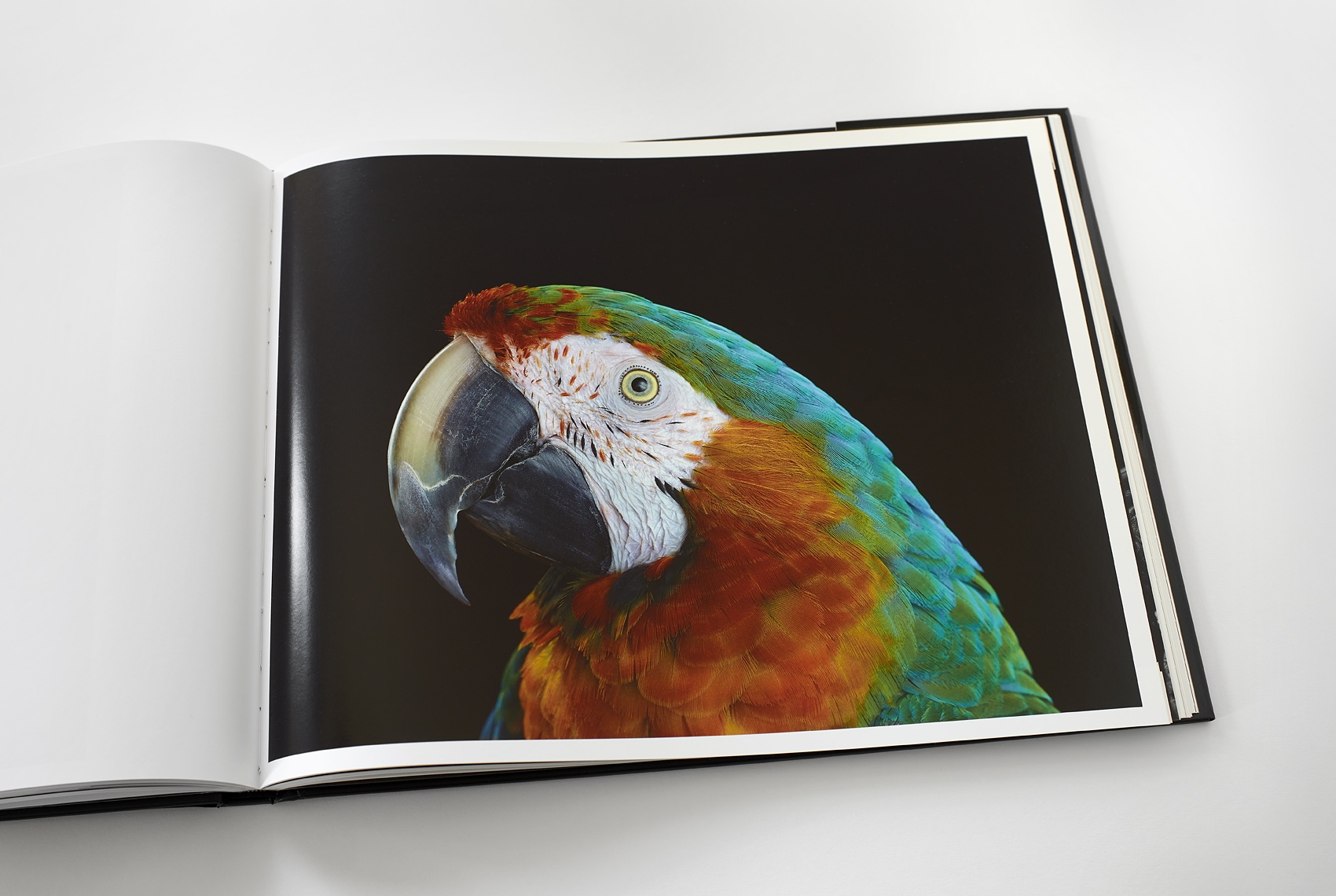 Catalina macaw portrait from the book The Other World by Brad Wilson