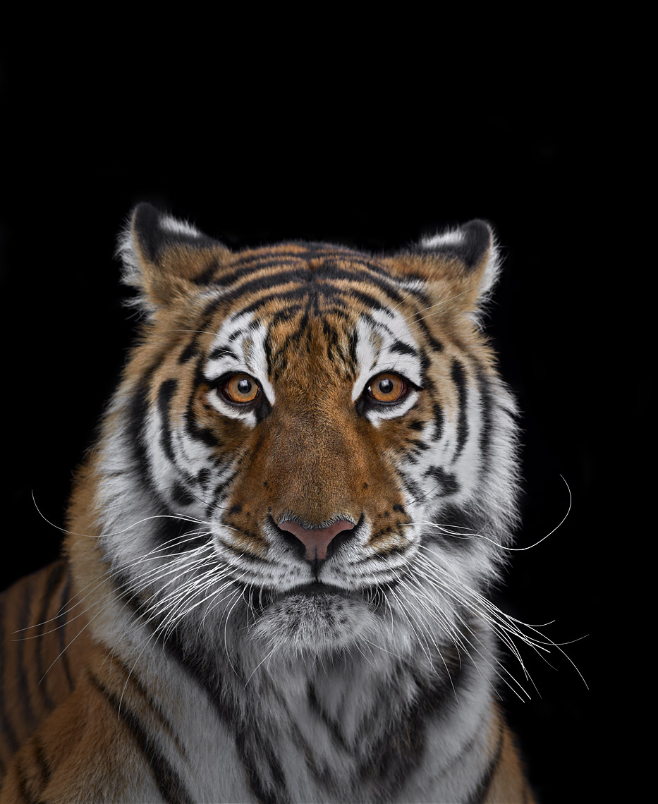 Tiger frontal portrait by wildlife photographer Brad Wilson