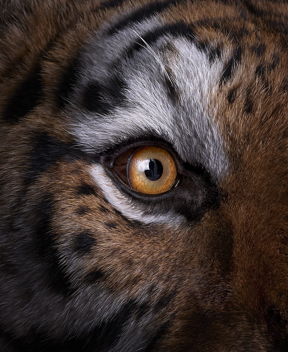 Tiger portrait close up by fine art animal photographer Brad Wilson