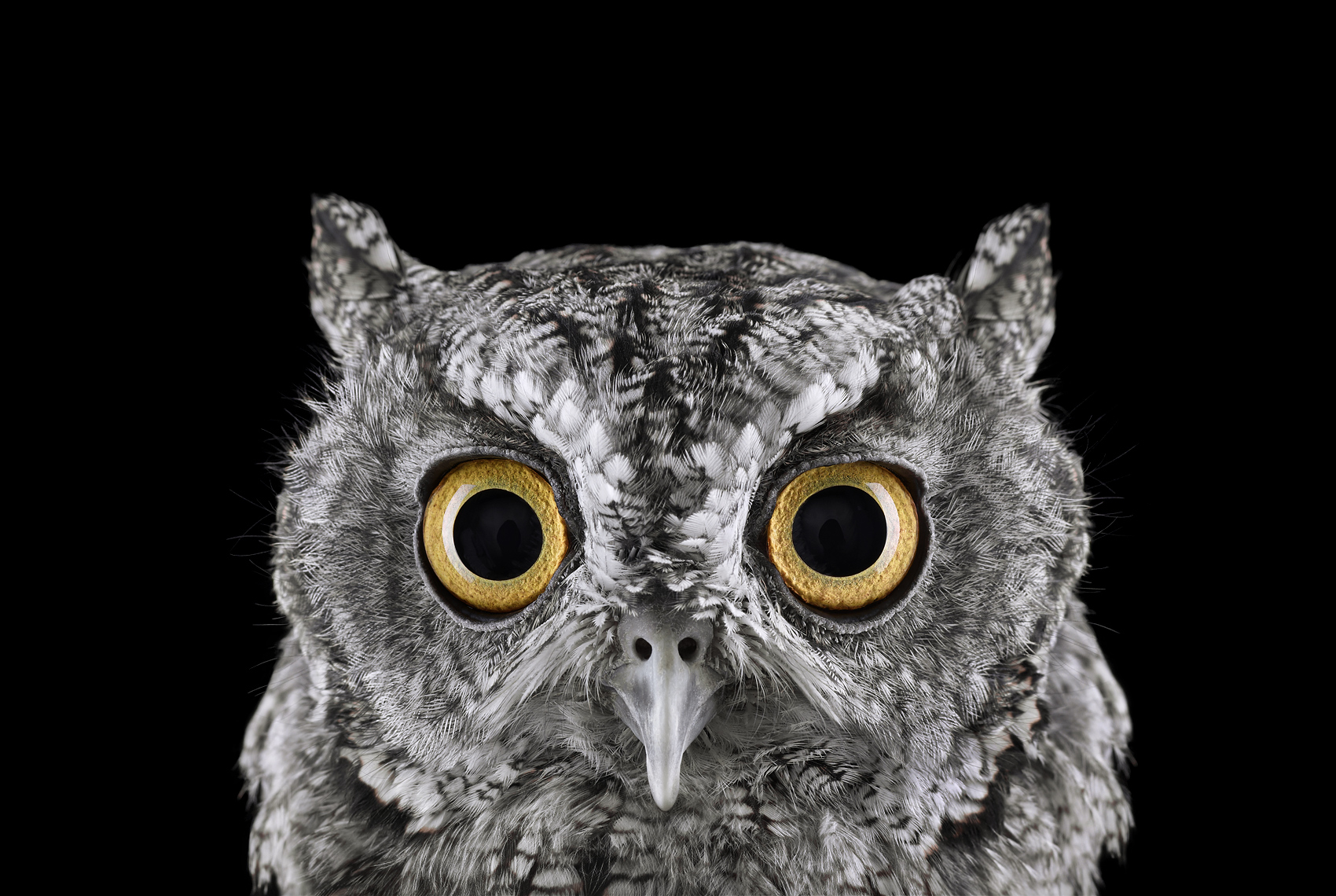 Western screech owl portrait by fine art animal photographer Brad Wilson