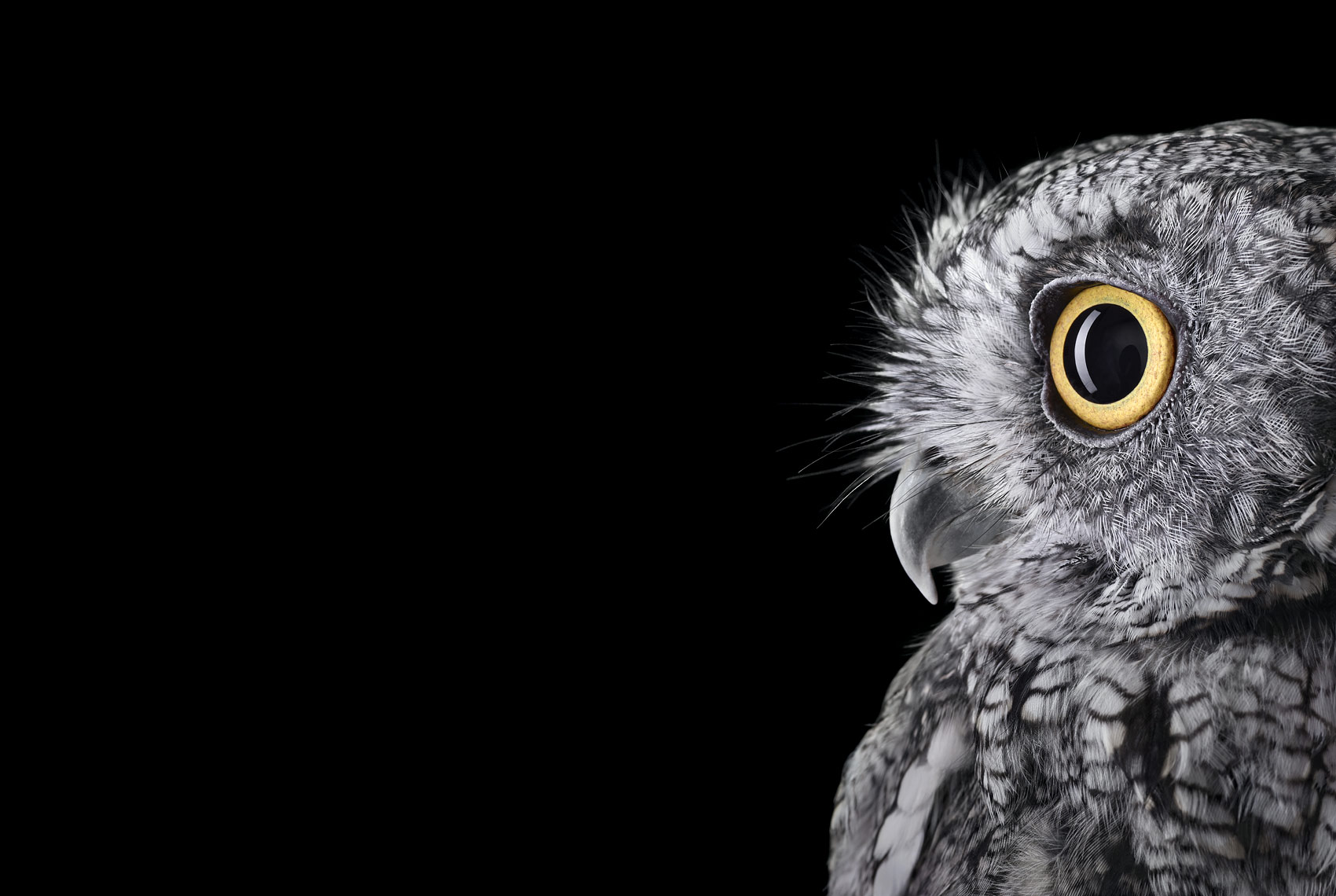 Western screech owl profile portrait by wildlife photographer Brad Wilson