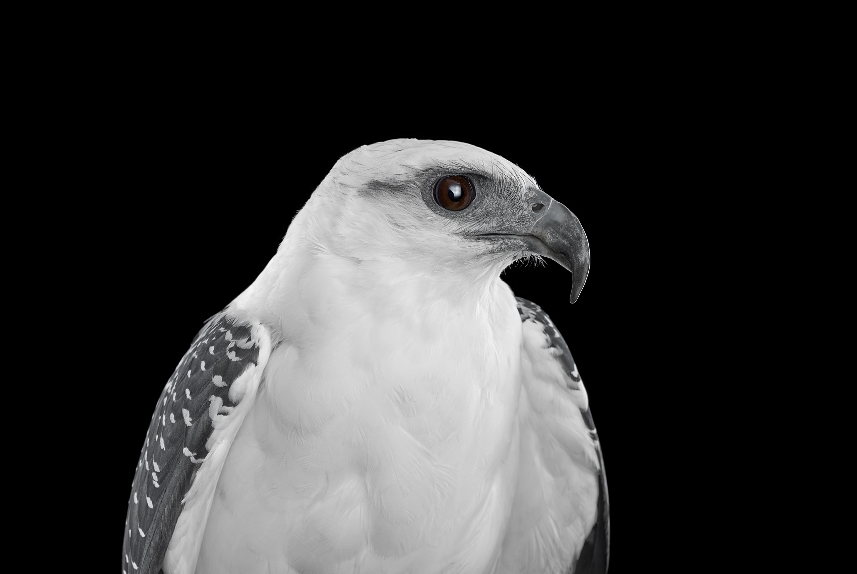 White hawk profile portrait by fine art animal photographer Brad Wilson