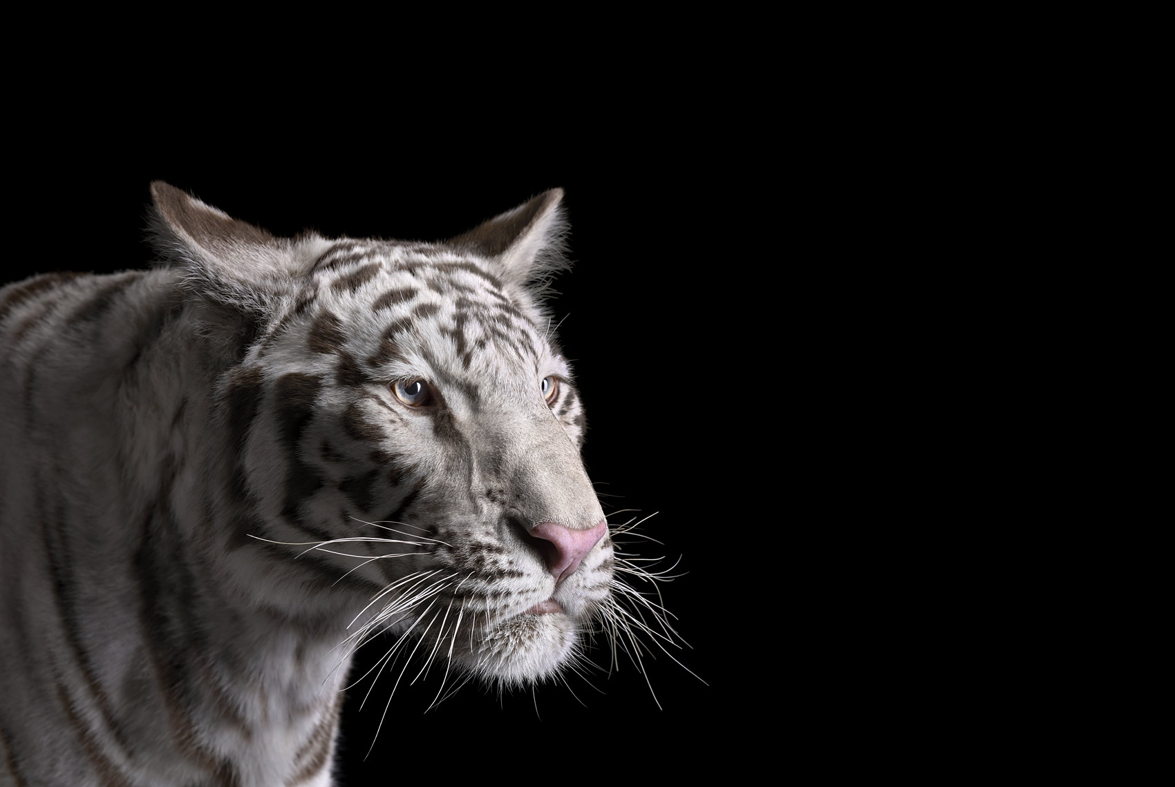 White tiger portrait by fine art wildlife photographer Brad Wilson