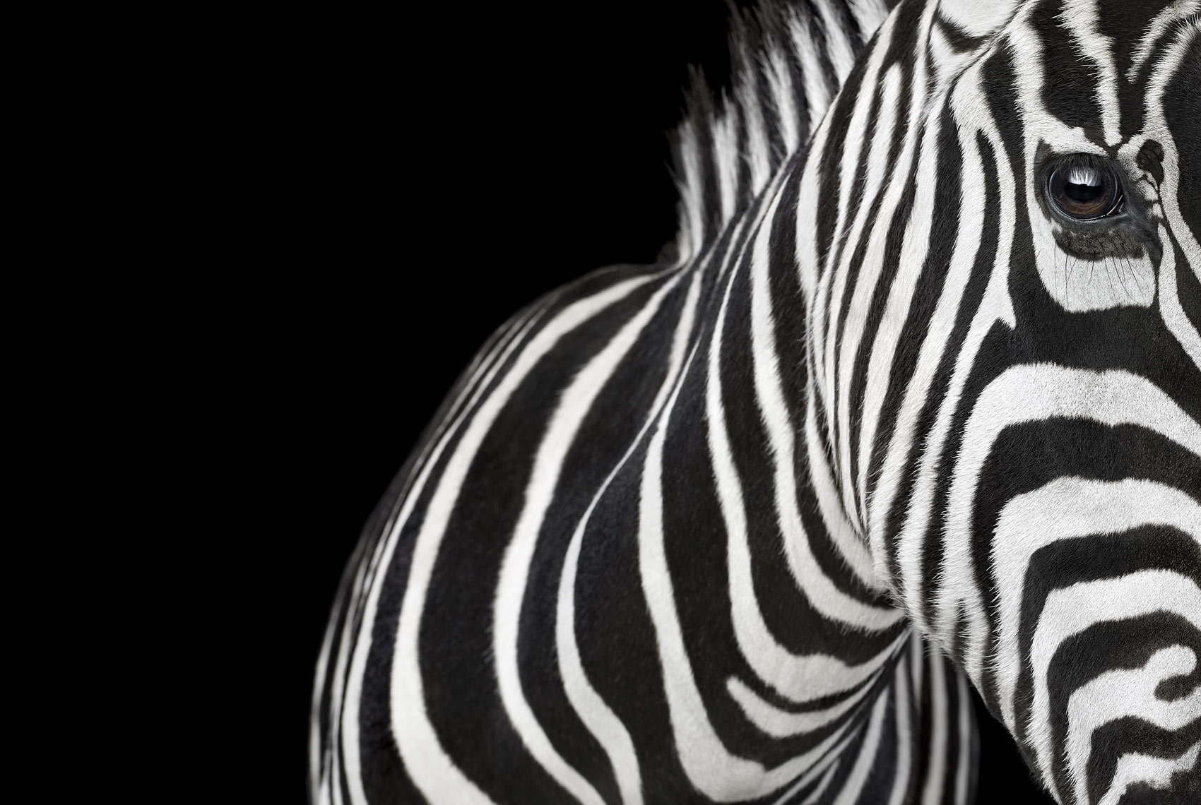 Zebra close up portrait by fine art wildlife photographer Brad Wilson