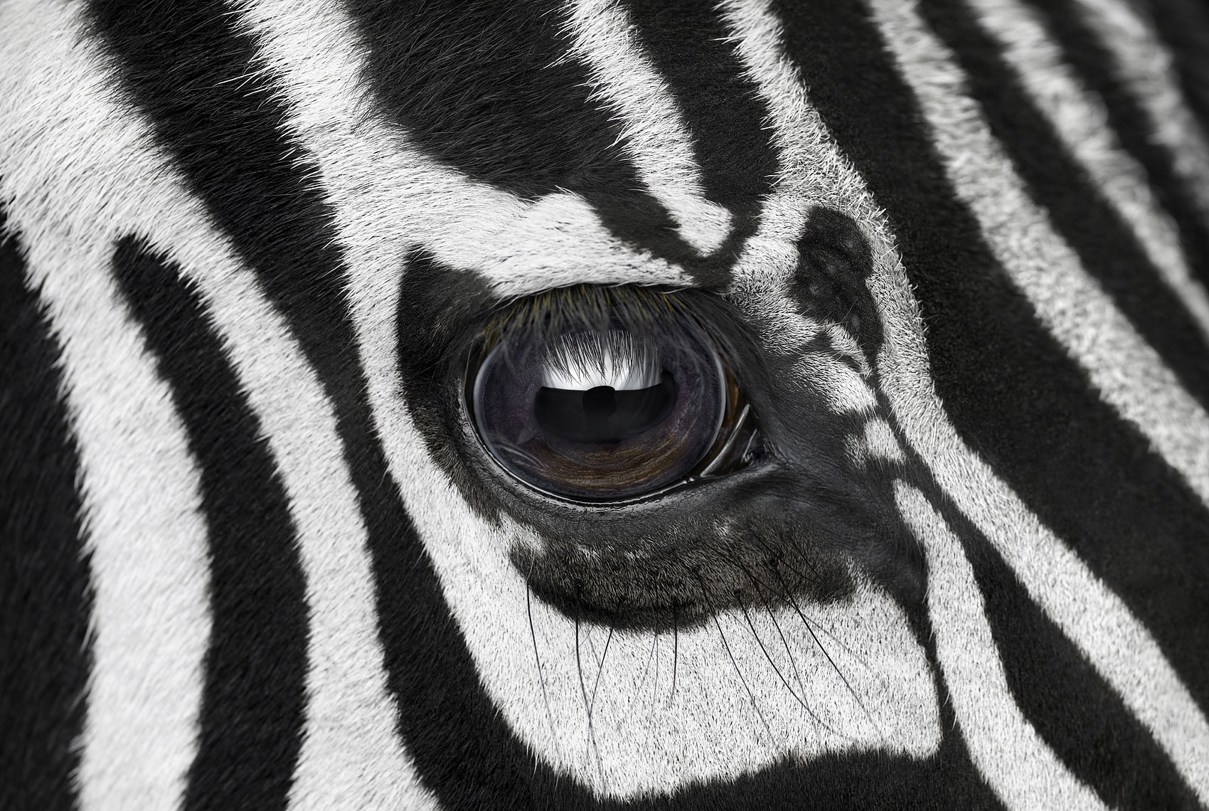 Zebra close up eye portrait by fine art wildlife photographer Brad Wilson